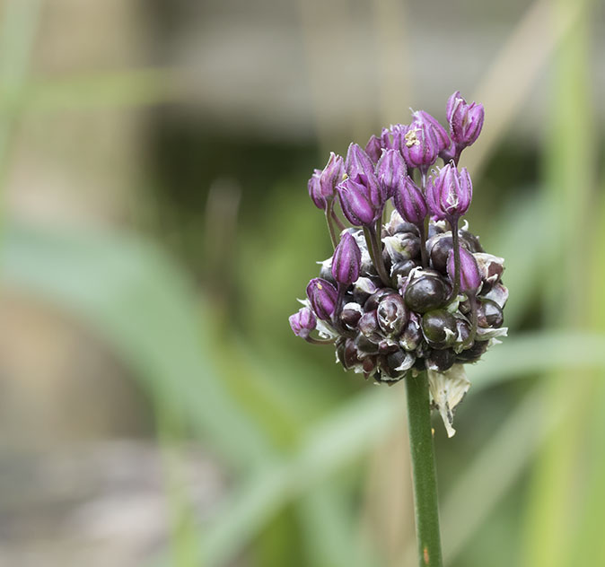 160627 In eigen tuin en omgeving de Vogeldagboeken van Adri de Groot