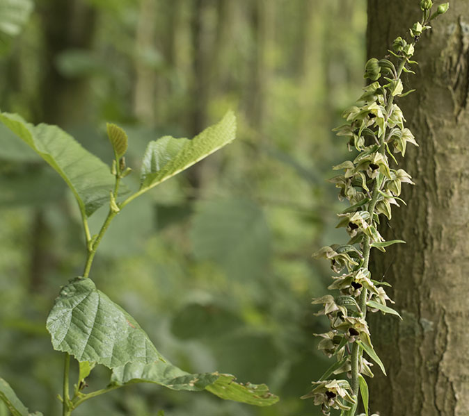 Bredewespenorchis230716E.jpg