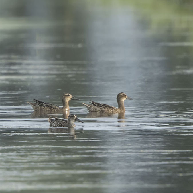 Zomertalingen260716.jpg