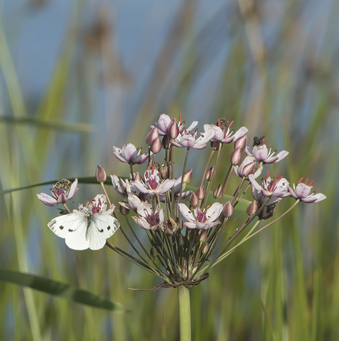 Kleingeaderdwitje_Zwanenbloem230816.jpg