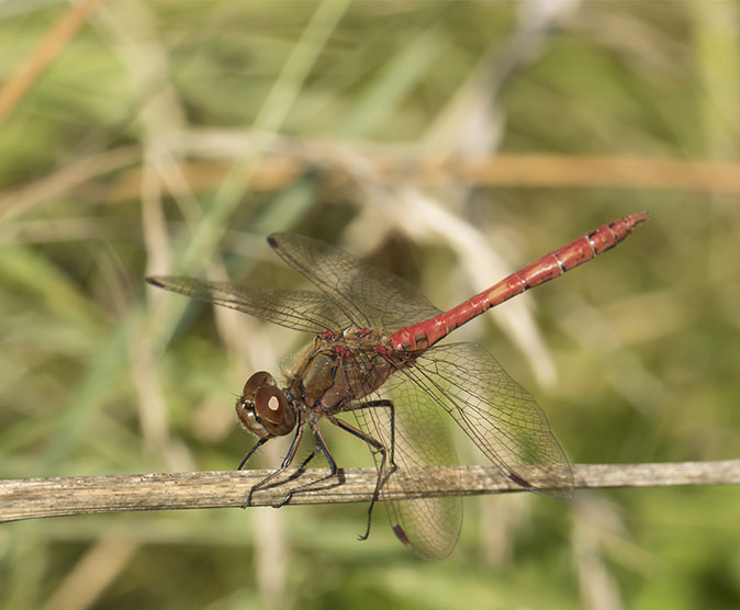 Steenrodeheidelibel240816.jpg