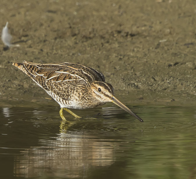 Watersnip250816B.jpg