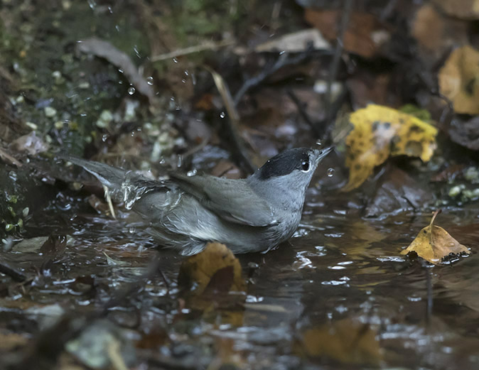 Zwartkop130916A.jpg