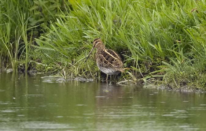 Watersnip280409.JPG