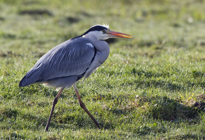 Blauwereiger070410.JPG