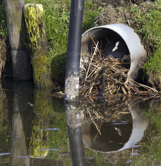 Meerkoet070410.JPG