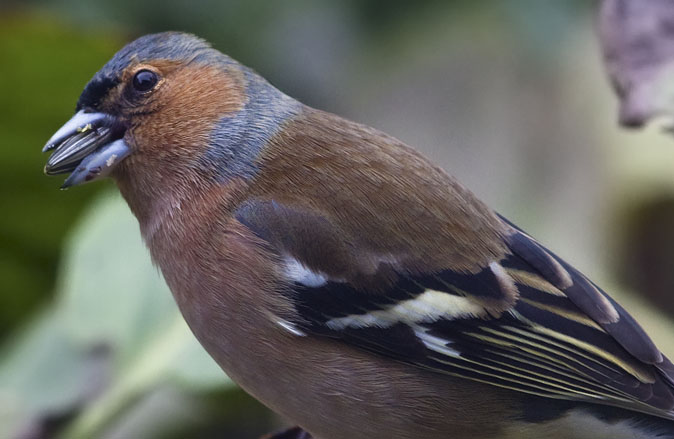 Vink050410.JPG