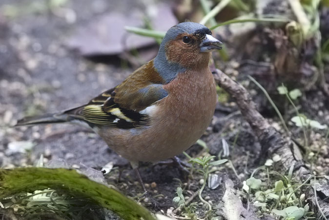 Vink050410C.JPG