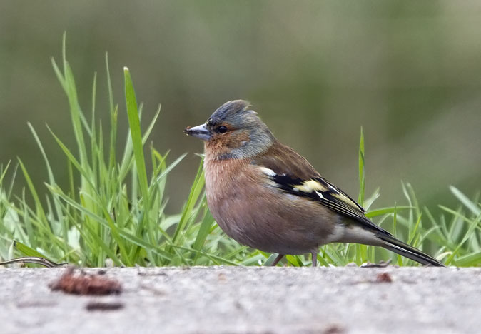 Vink310310B.JPG