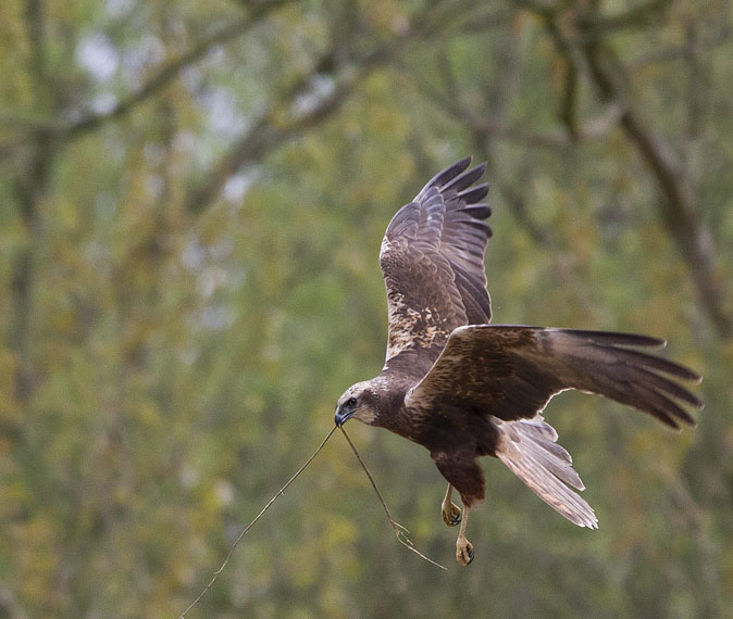 Bruinekiekendief120411D.JPG