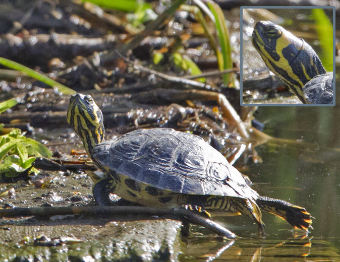 Geelwangschildpad110411AD.jpg