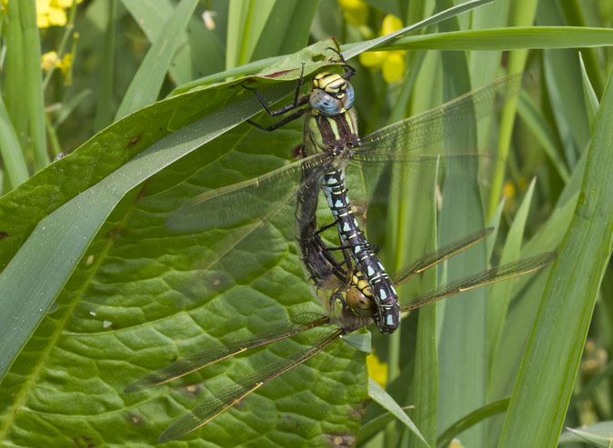 Glassnijders270411.JPG