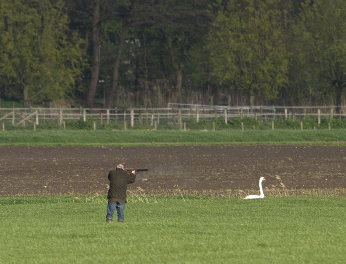 Jager_Knobbelzwaan260412.jpg