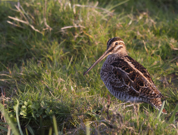 Watersnip130412G.jpg