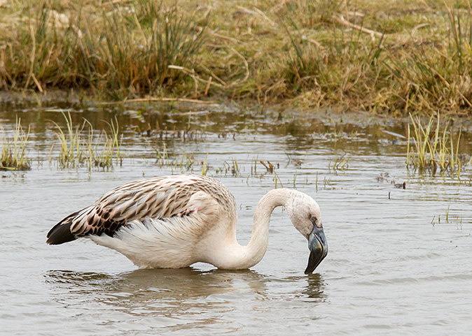 Chileenseflamingo050413A