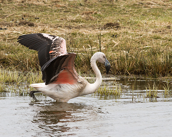 Chileenseflamingo050413E