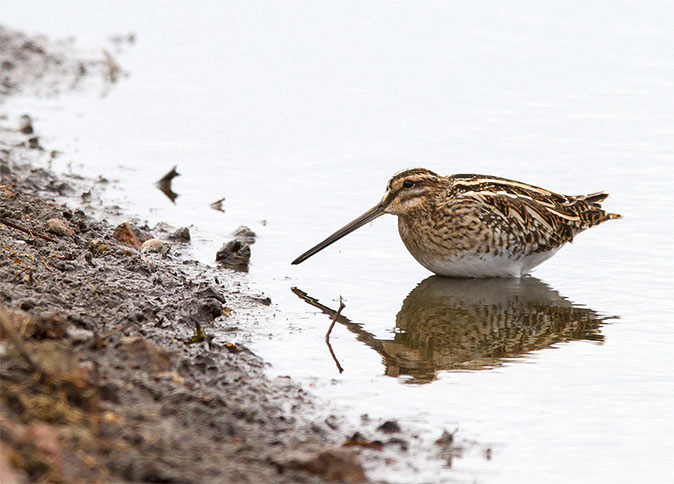 Watersnip060413