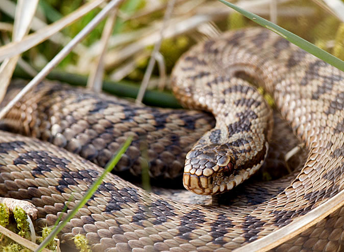 Adder010414