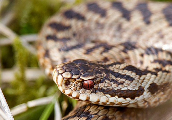 Adder010414C.jpg