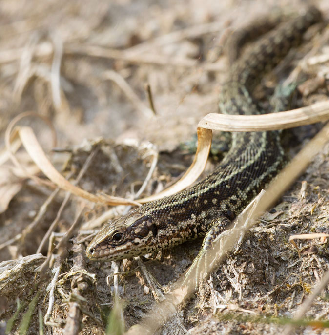 Levendbarendehagedis010414