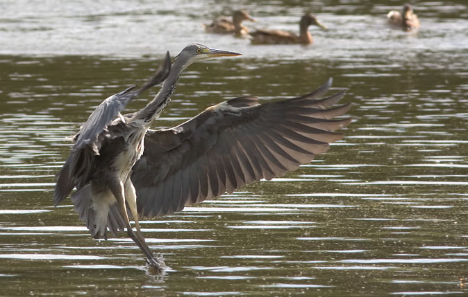 Blauwereiger280809A.JPG