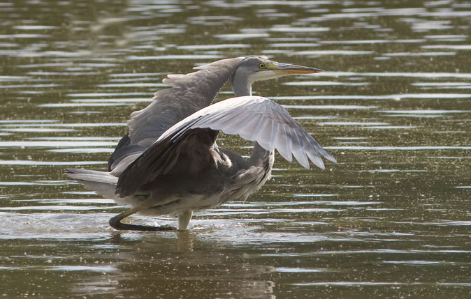 Blauwereiger280809C.JPG