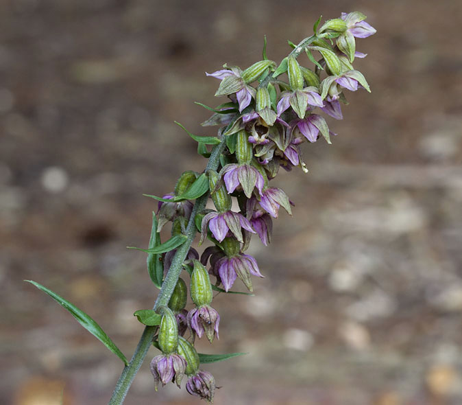 Breedbladigewespenorchis290709.JPG