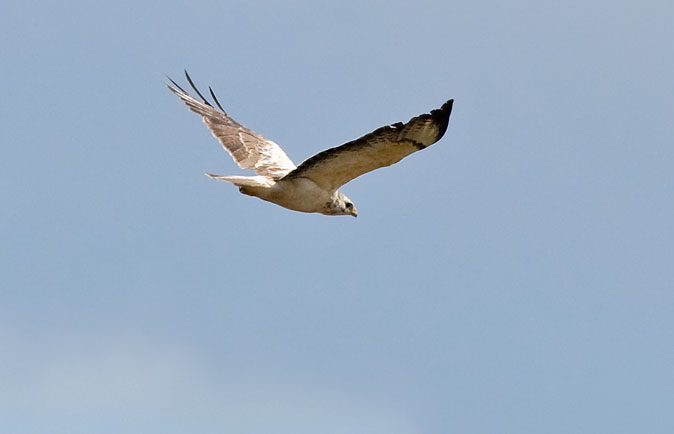 Buizerd300709.JPG