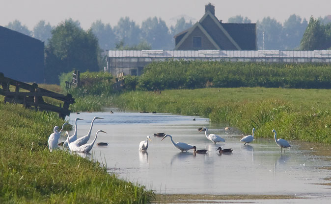 Grotezilverreigers240809G.JPG