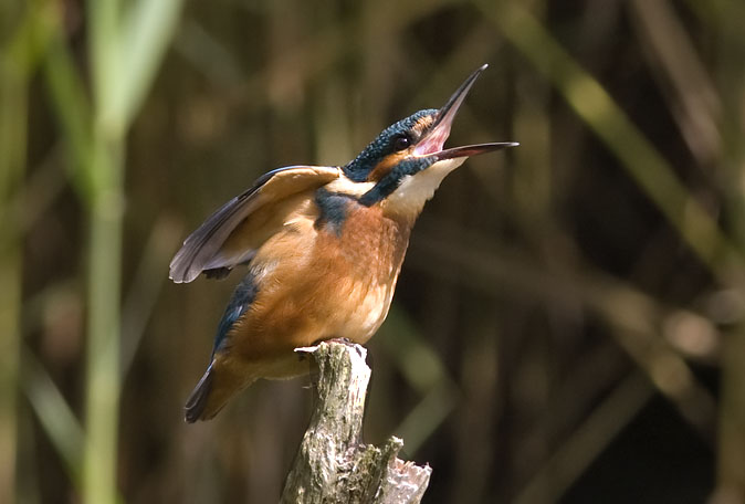 IJsvogel030809F.JPG