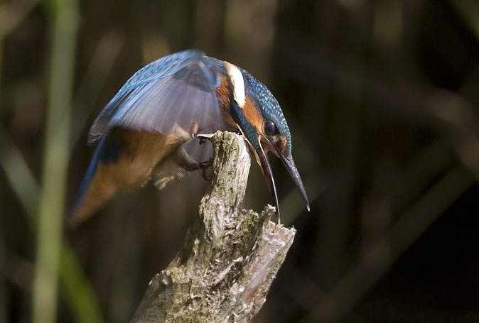 IJsvogel030809I.JPG