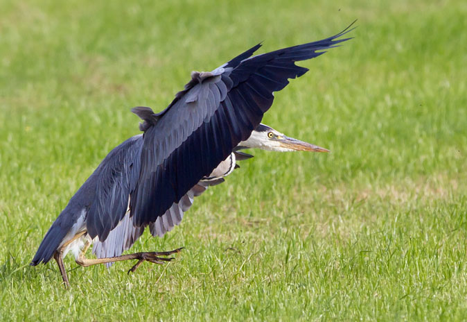 Blauwereiger010710B.JPG