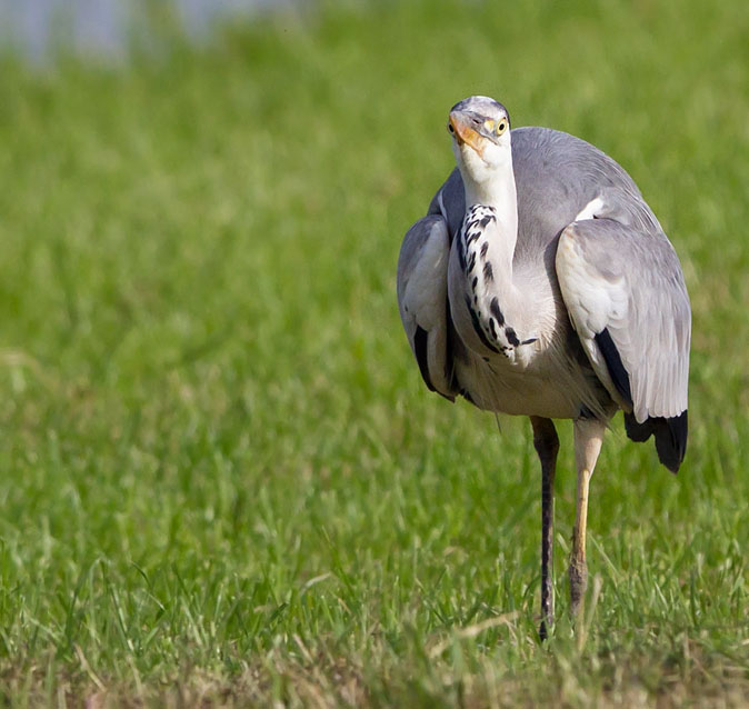 Blauwereiger010710E.JPG