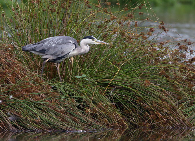 Blauwereiger020810A.JPG