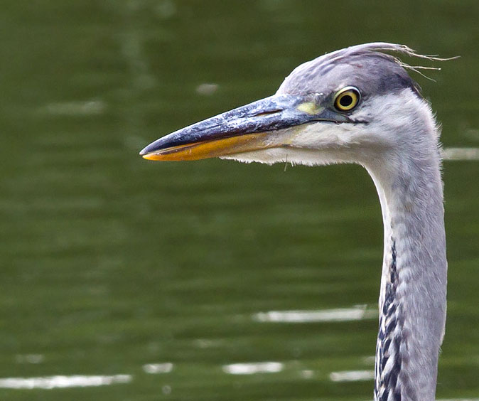 Blauwereiger160710.JPG