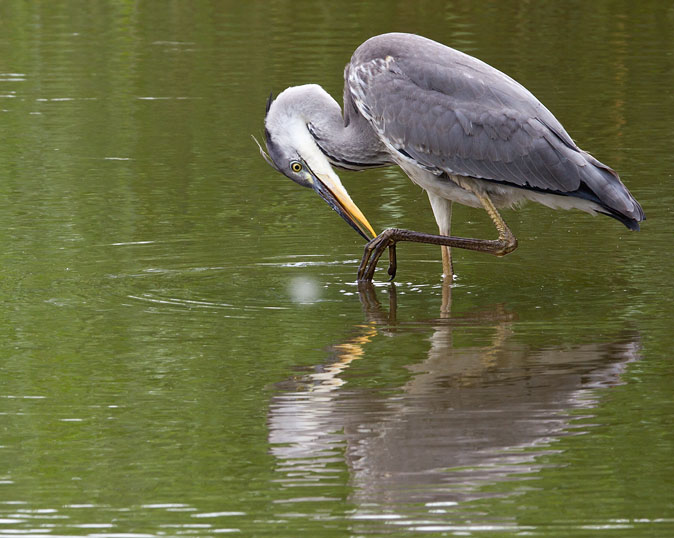 Blauwereiger160710B.JPG