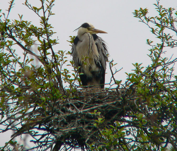 Blauwereiger290405A.jpg