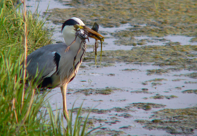 Blauwereiger_kievit130506R.jpg