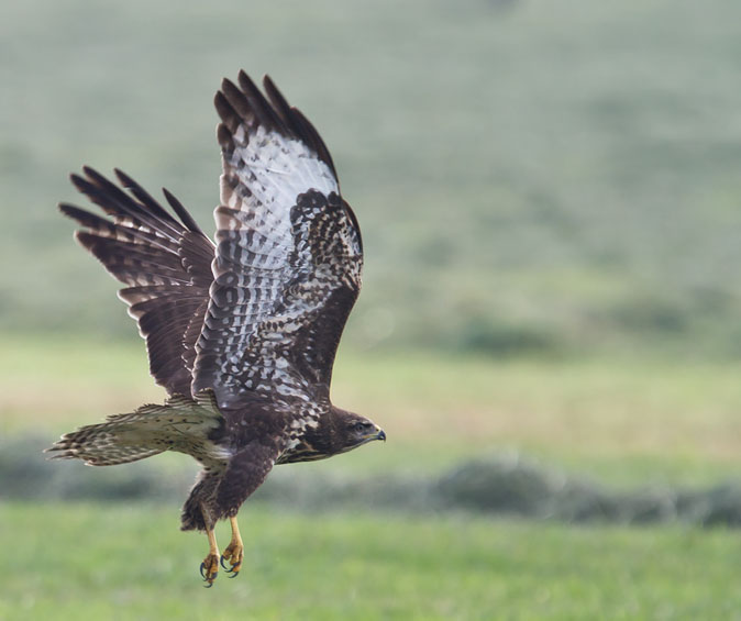 Buizerd200710A.JPG