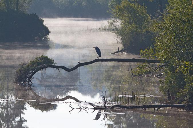 Goorven_Blauwereiger120810.jpg