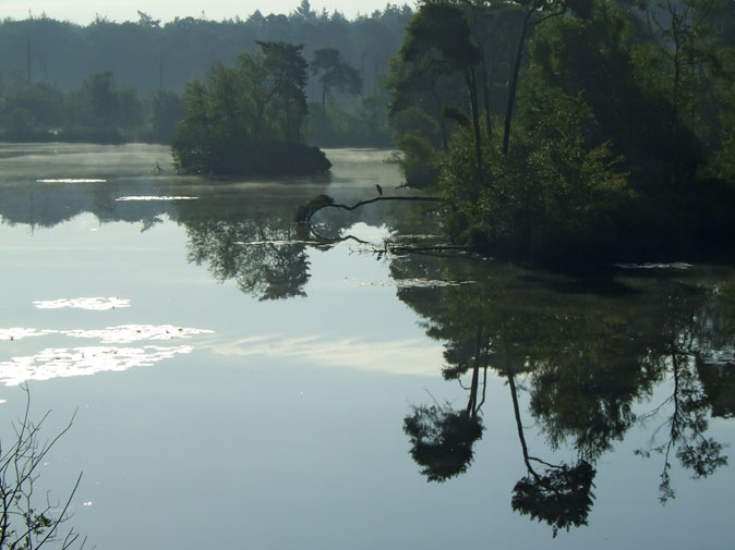 Goorven_Blauwereiger120810A.JPG