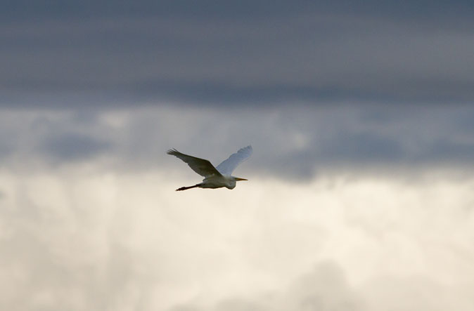 Grotezilverreiger230810.JPG