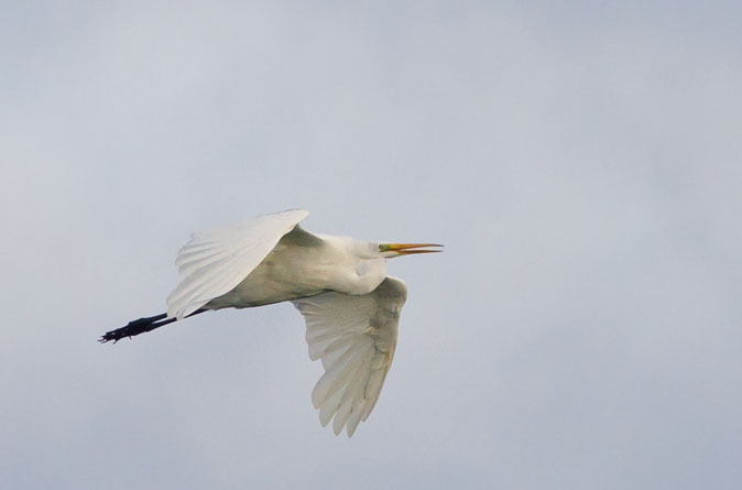 Grotezilverreiger230810A.JPG