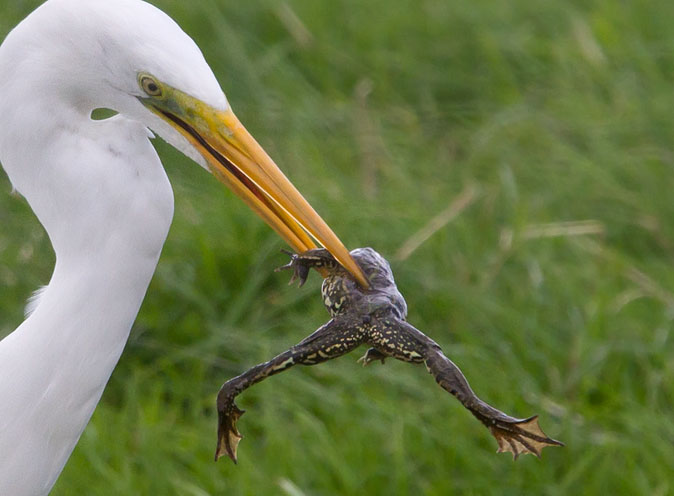 Grotezilverreiger_kikker300810.JPG