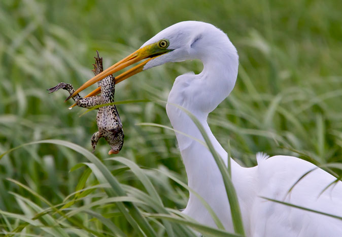 Grotezilverreiger_kikker300810E.JPG