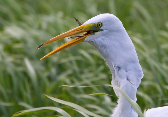 Grotezilverreiger_kikker300810G.JPG