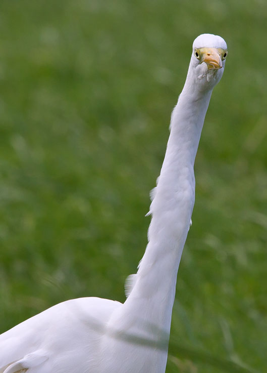 Grotezilverreiger_kikker300810J.JPG