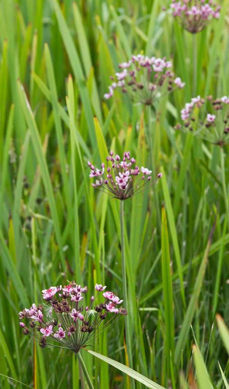 Zwanenbloemen020810B.JPG