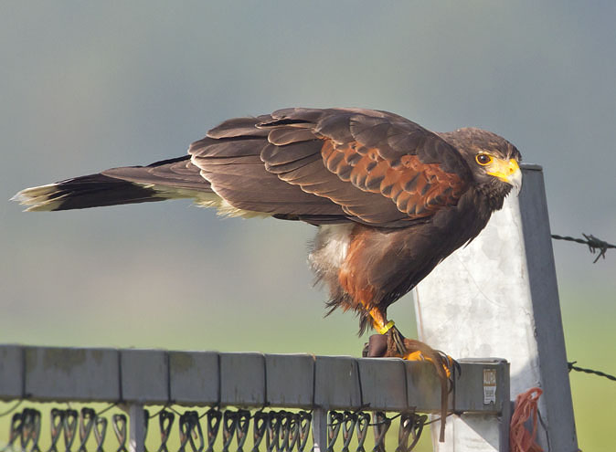 Woestijnbuizerd220811.jpg