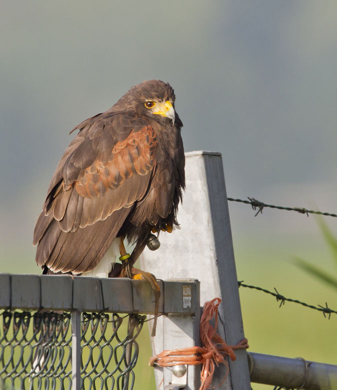 Woestijnbuizerd220811A.jpg